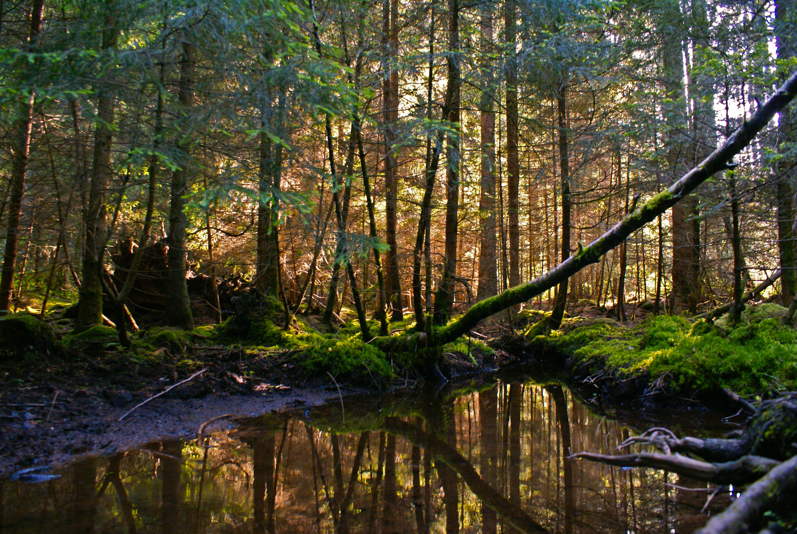 Quiet Forest