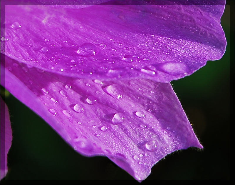 Quietly Greeting the Morning Sunshine by Gerry R. Dagonese