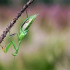 Quietschfidel - Mantis religiosa - Europäische Gottesanbeterin