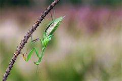 Quietschfidel - Mantis religiosa - Europäische Gottesanbeterin