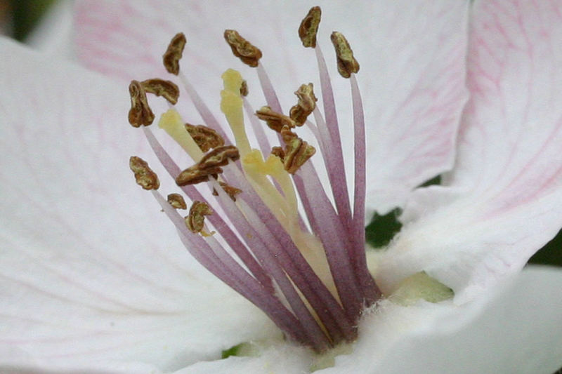 quince blossom - inside.....