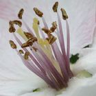 quince blossom - inside.....