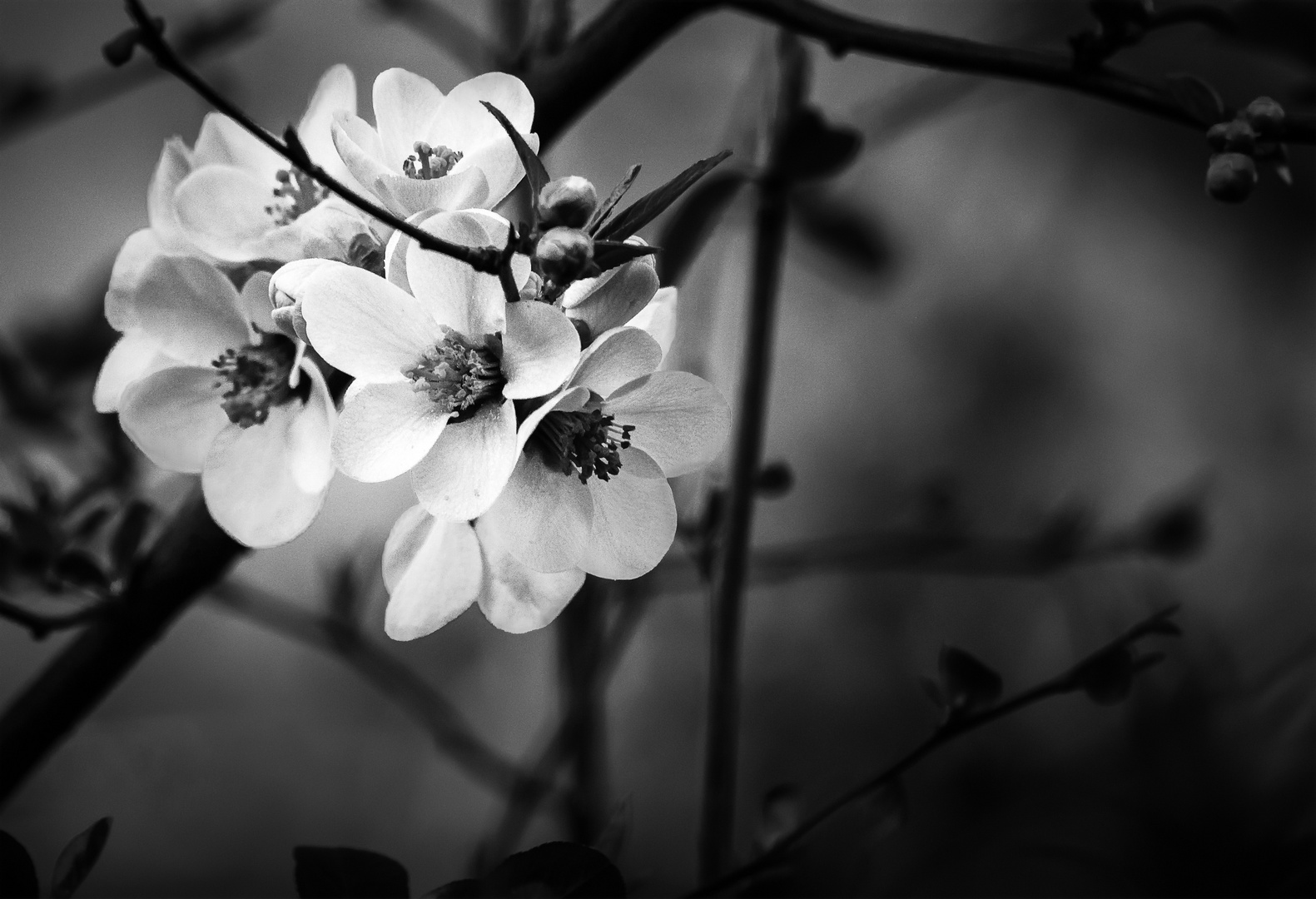 Quince Flower