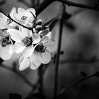 Quince Flower