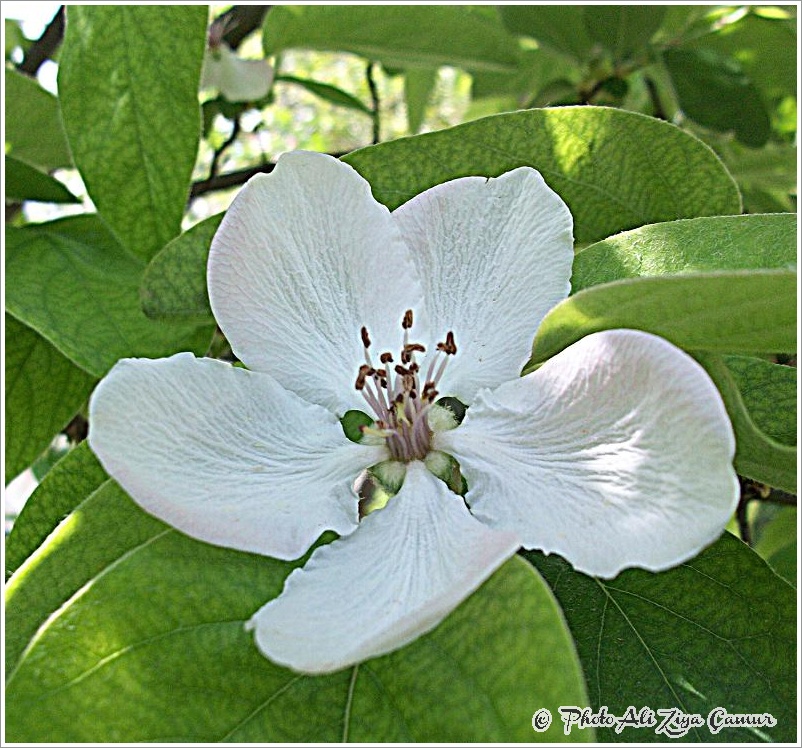 Quince Flowers