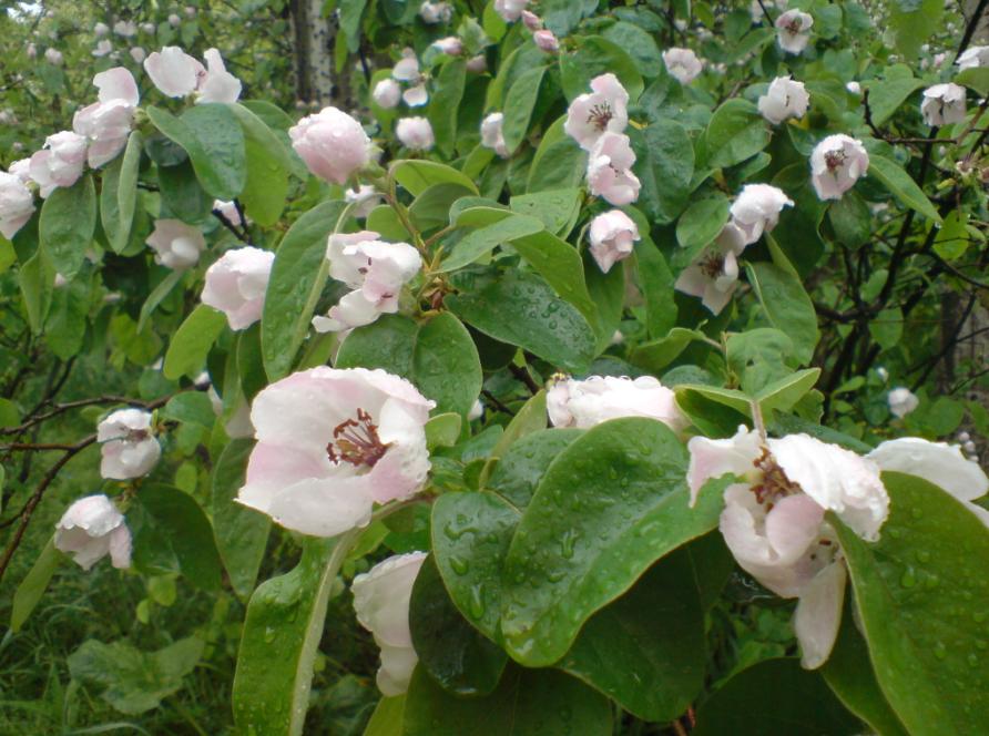 quince flowers