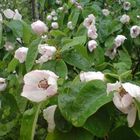 quince flowers