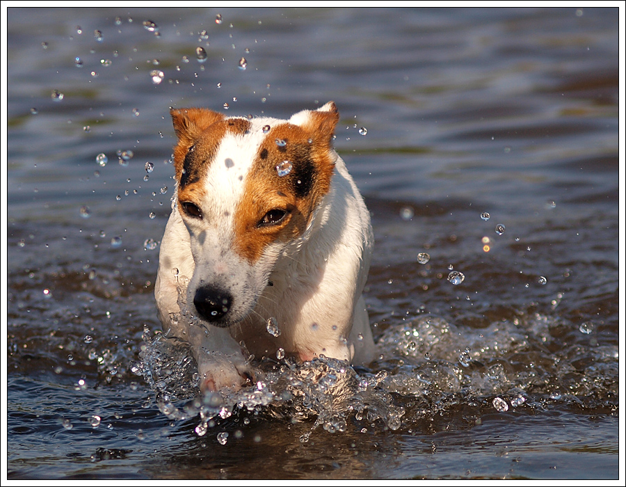 Quincy die Wasserratte :-)