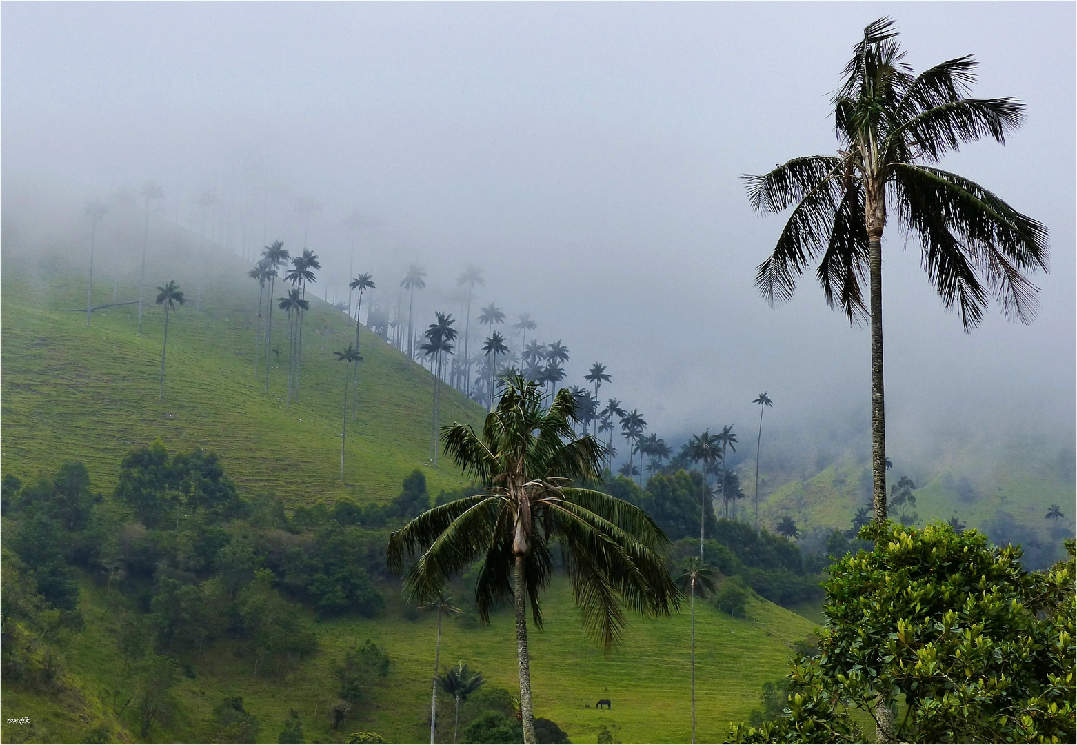 Quindio-Wachspalme