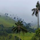 Quindio-Wachspalme