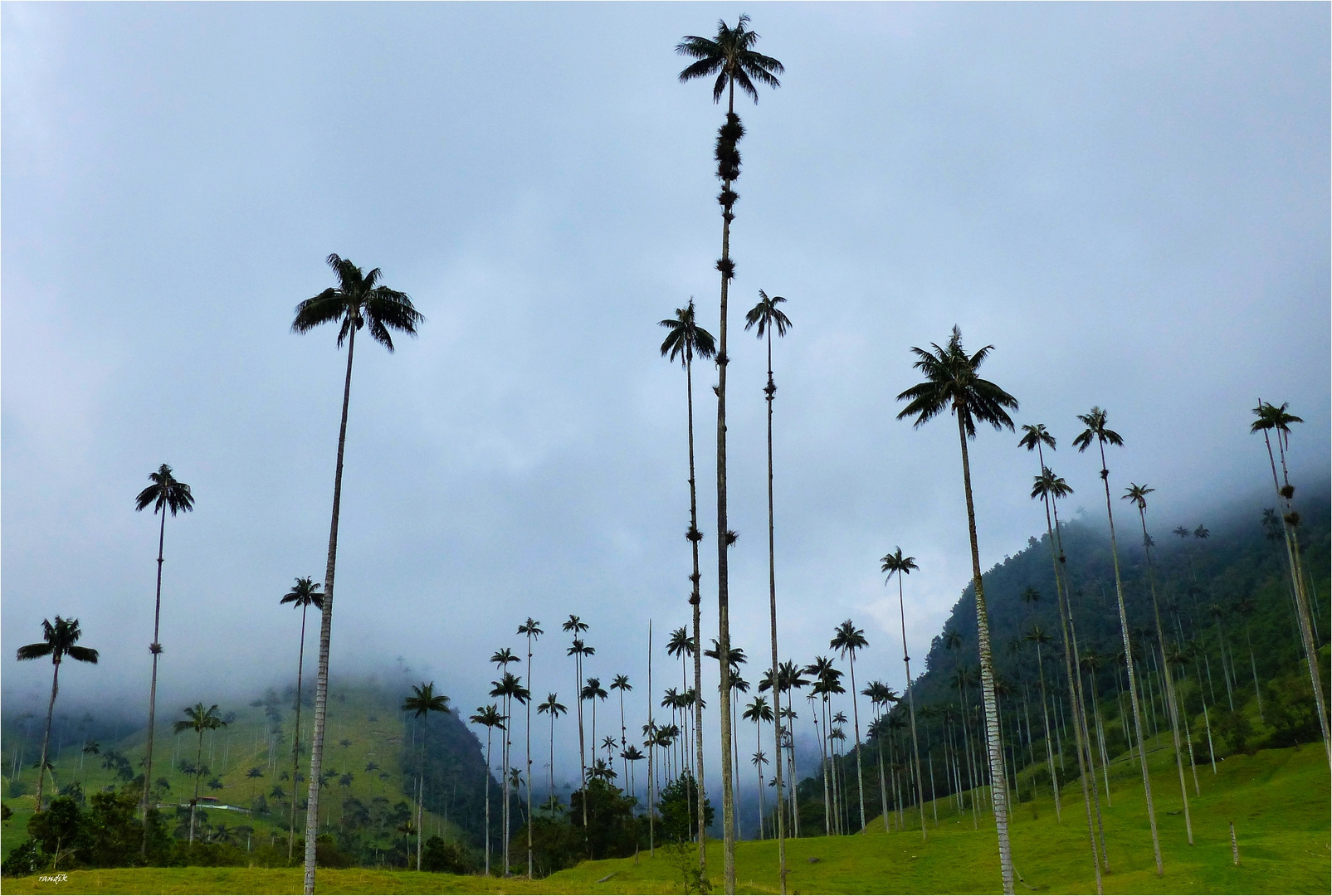 Quindio-Wachspalme