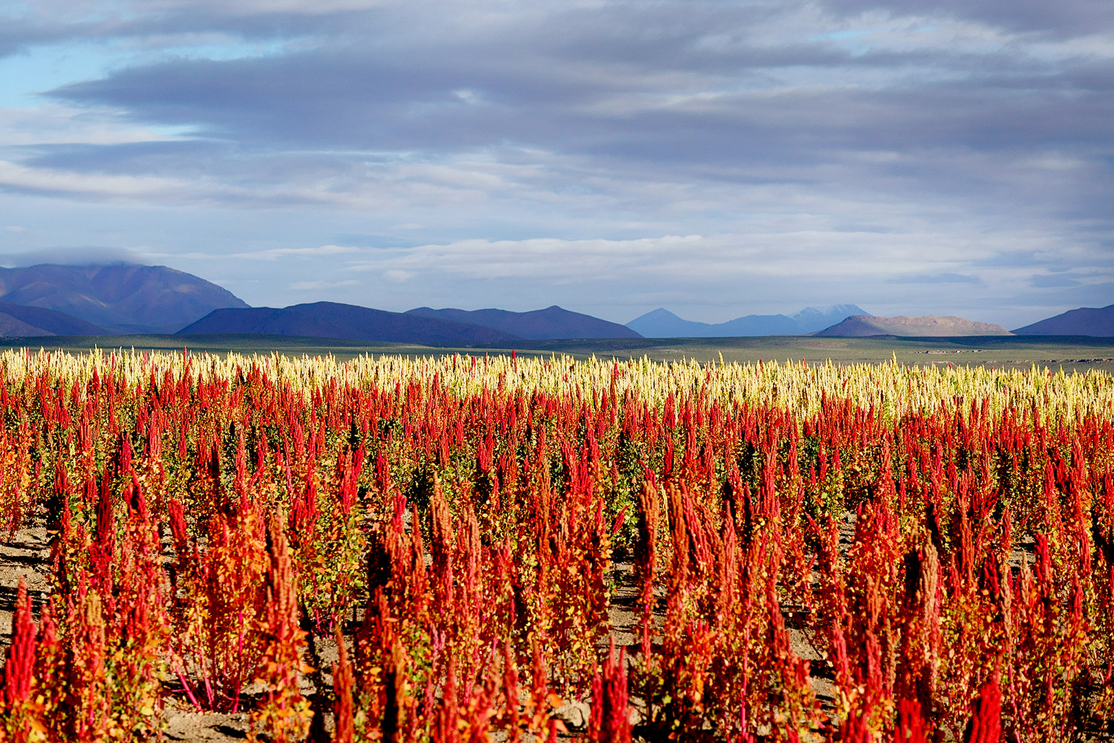 Quinoa