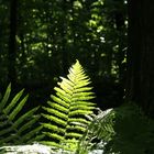 QUINOX-bushcraft_fern_in_sunshine