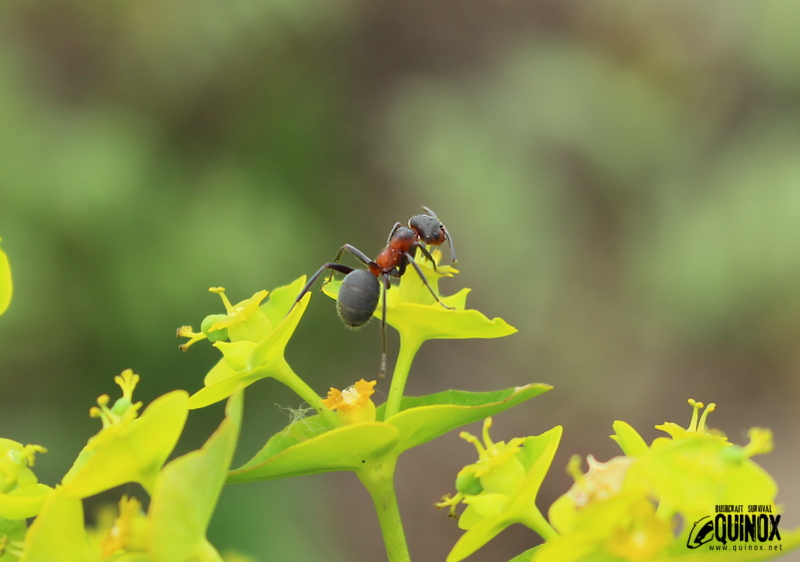 QUINOX_bushcraft-Formica pratensis on euphorbia