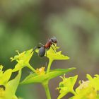 QUINOX_bushcraft-Formica pratensis on euphorbia