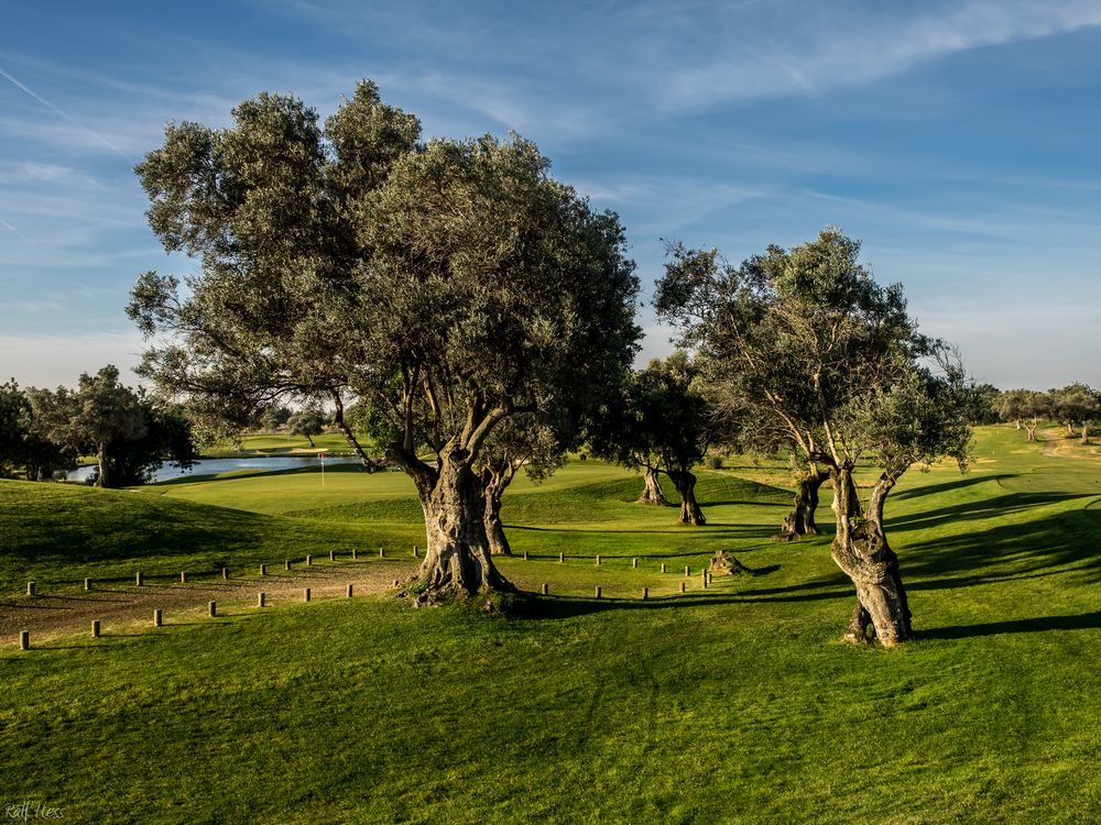 Quinta da Cima Olivenbäume