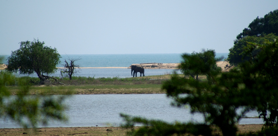 quinte con elefante