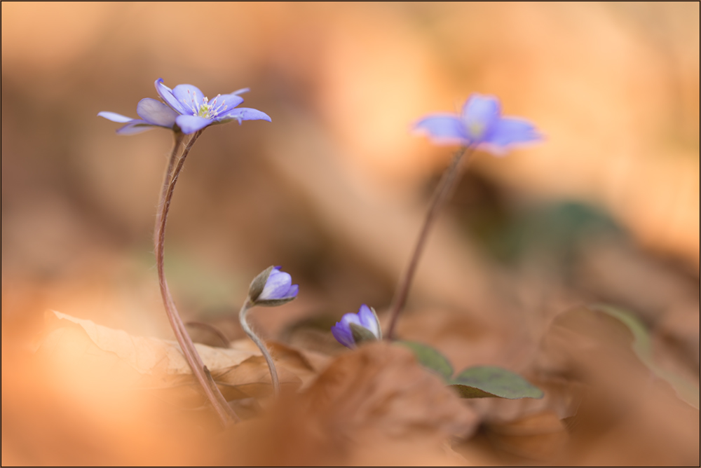 quintett......leberblümchen 0316