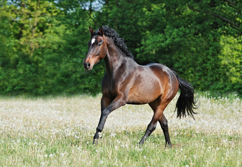 Quintus... Foto & Bild | tiere, haustiere, pferde, esel, maultiere