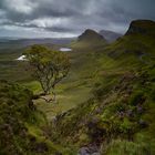 Quiraing - das berühmte Bäumchen