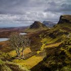 Quiraing - The Tree