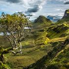 Quiraing Tree