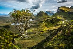 Quiraing Tree