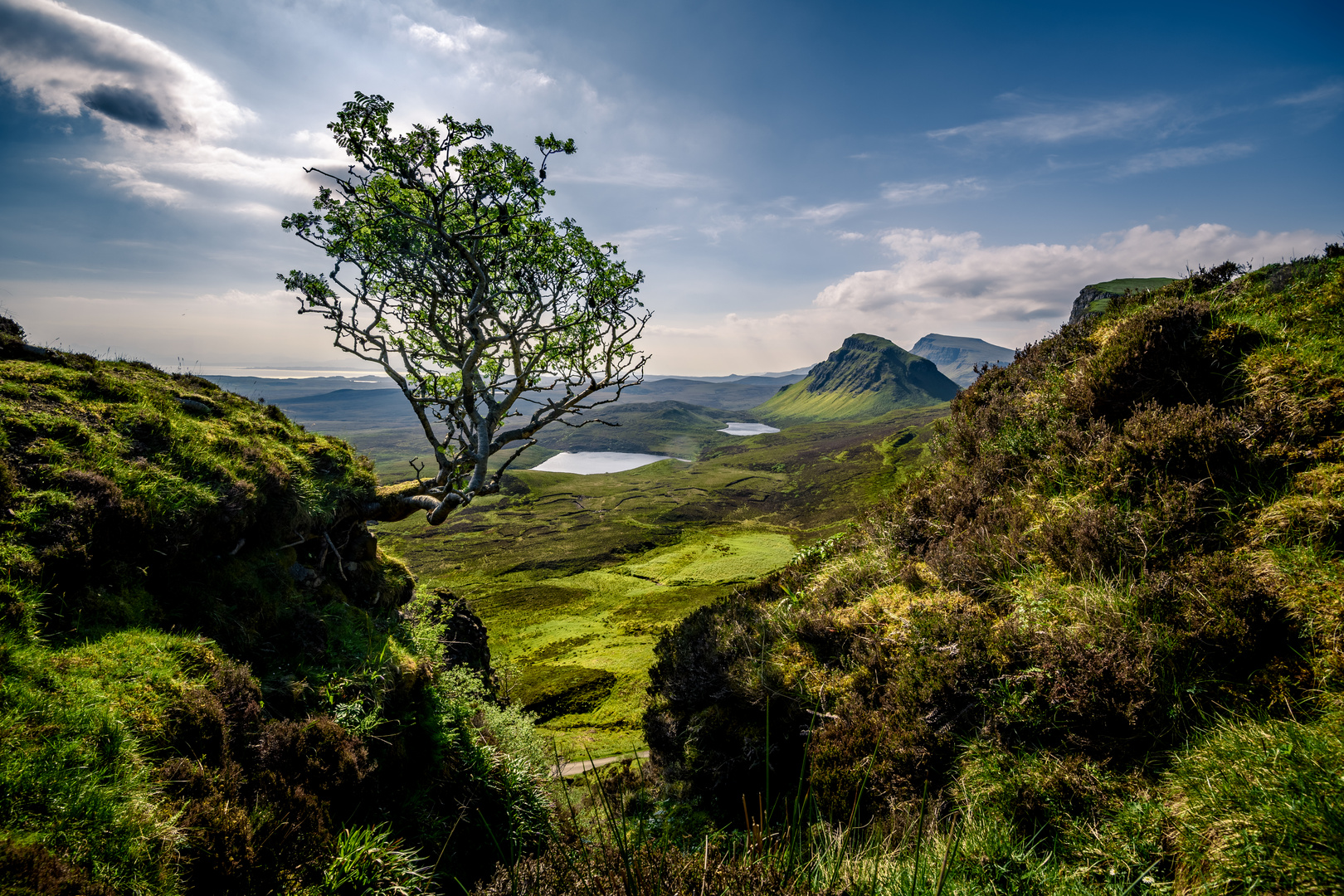 Quiraing Tree