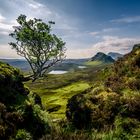 Quiraing Tree