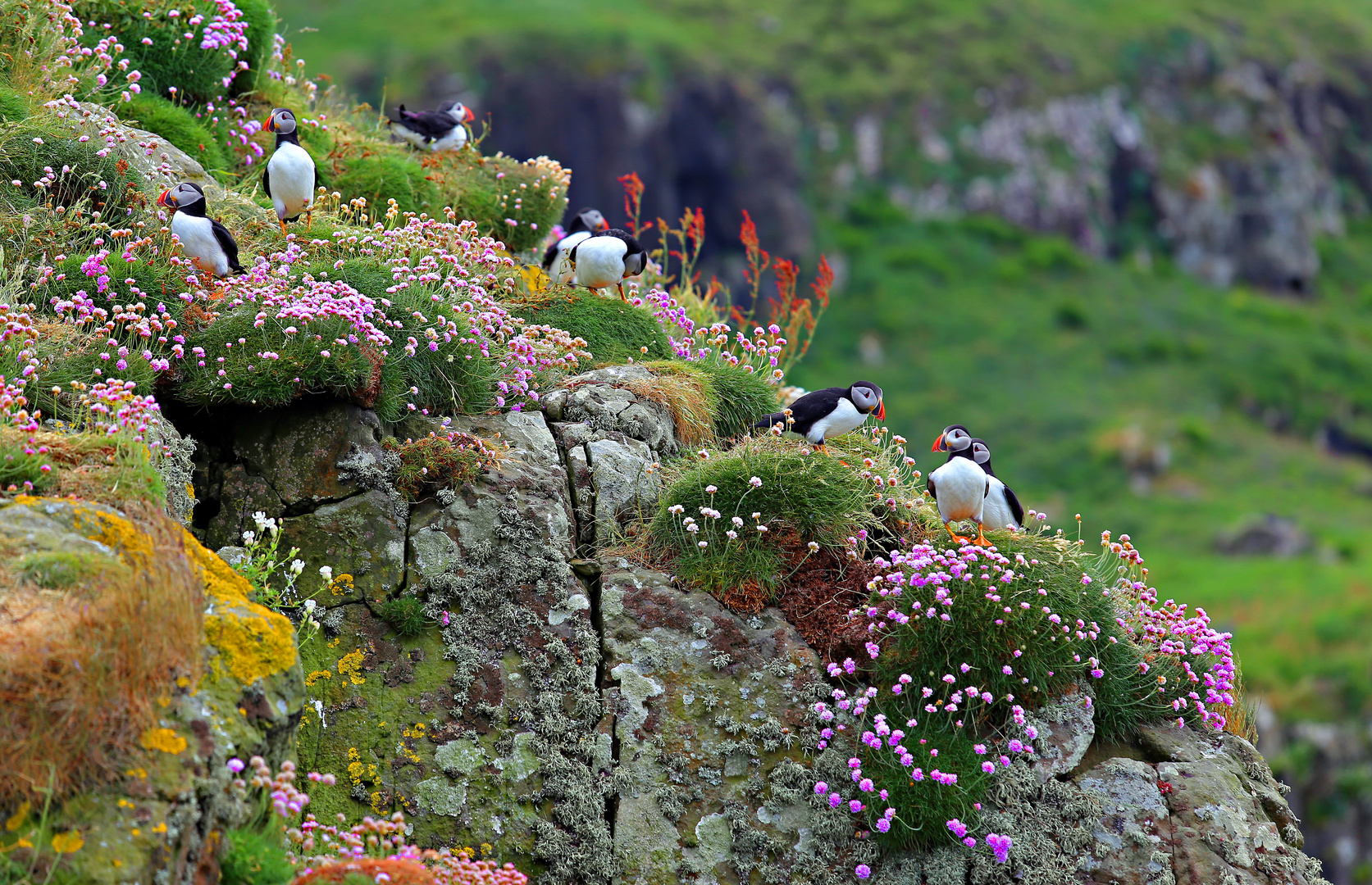 Quirlige Papageientaucher auf blumenübersäter Klippe (Schottland, innere Hebriden)