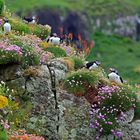 Quirlige Papageientaucher auf blumenübersäter Klippe (Schottland, innere Hebriden)
