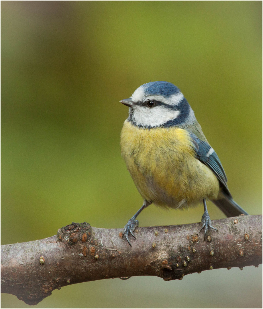 Quirliger Vogel