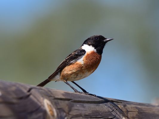 Quirliges Vögelchen, lively little bird, pajarito animado