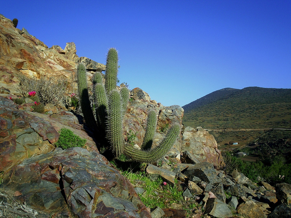 Quiscos en la roca