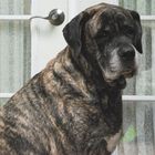 quit taking my foto and let me in.