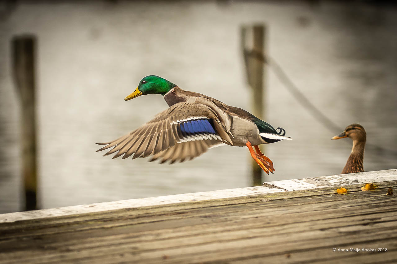 Quite ordinary duck and his wife hq pic Quite ordinary duck and his wife
