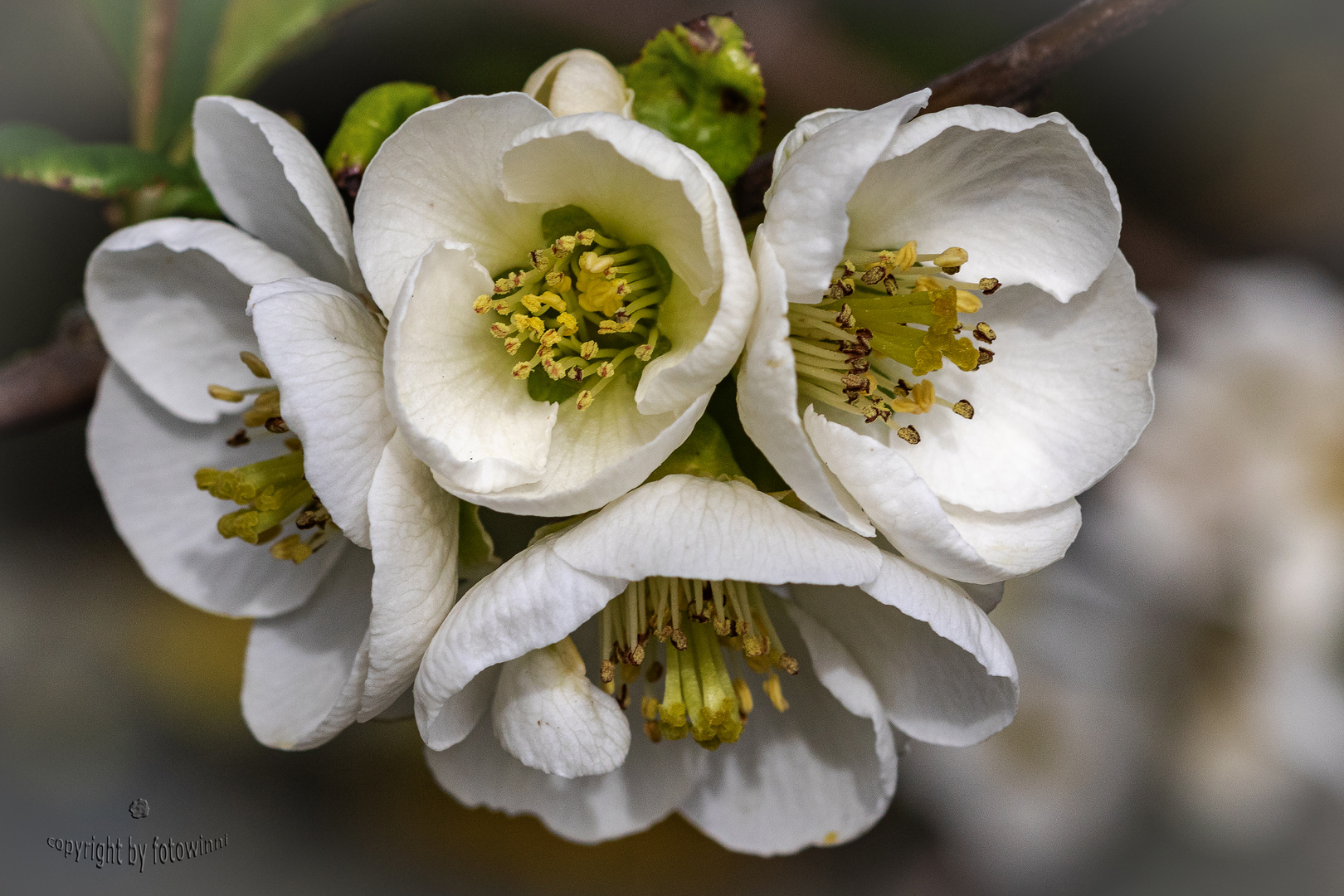 Quitenblüte