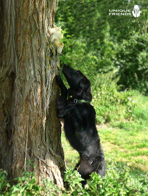 Quitschi und Hund