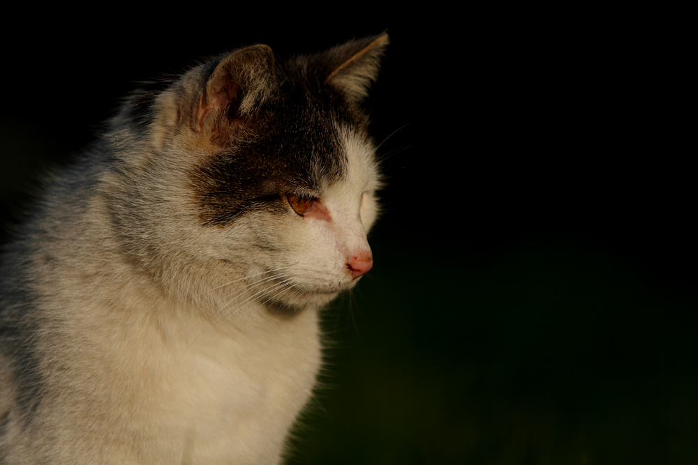 Quitschie in der Abendsonne