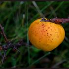 quittegelb mit Sommersprossen