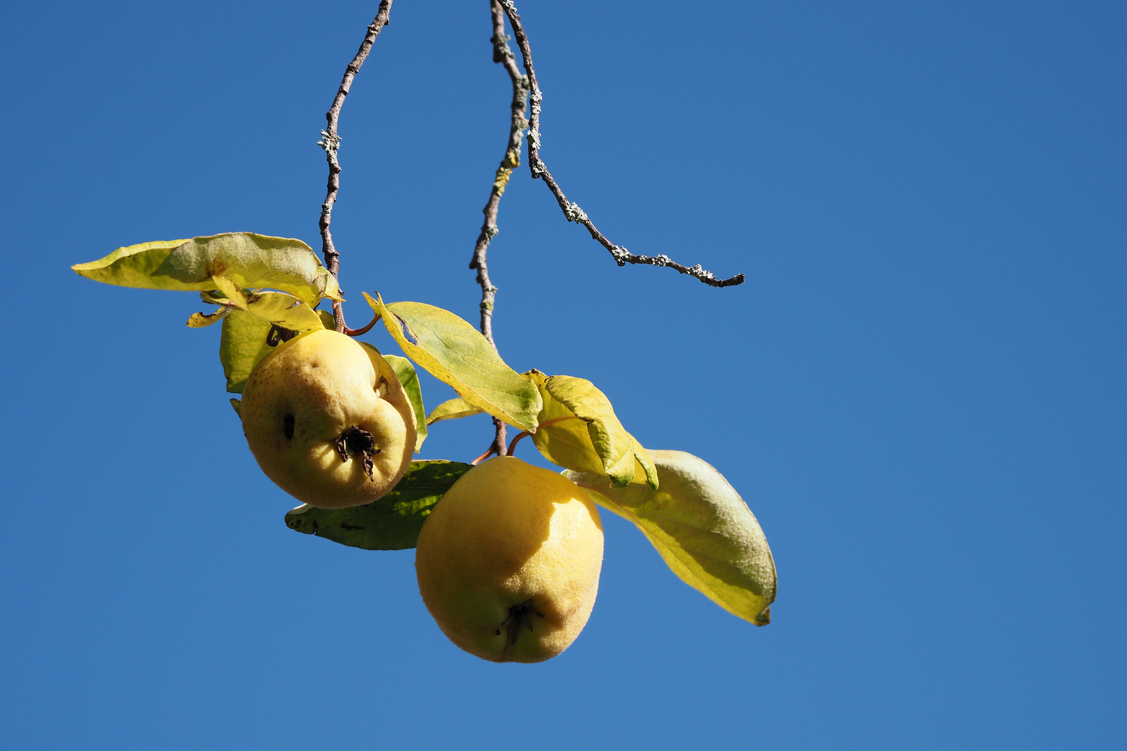 quitten Foto &amp; Bild | projekte, montag - blue monday, thementage Bilder ...