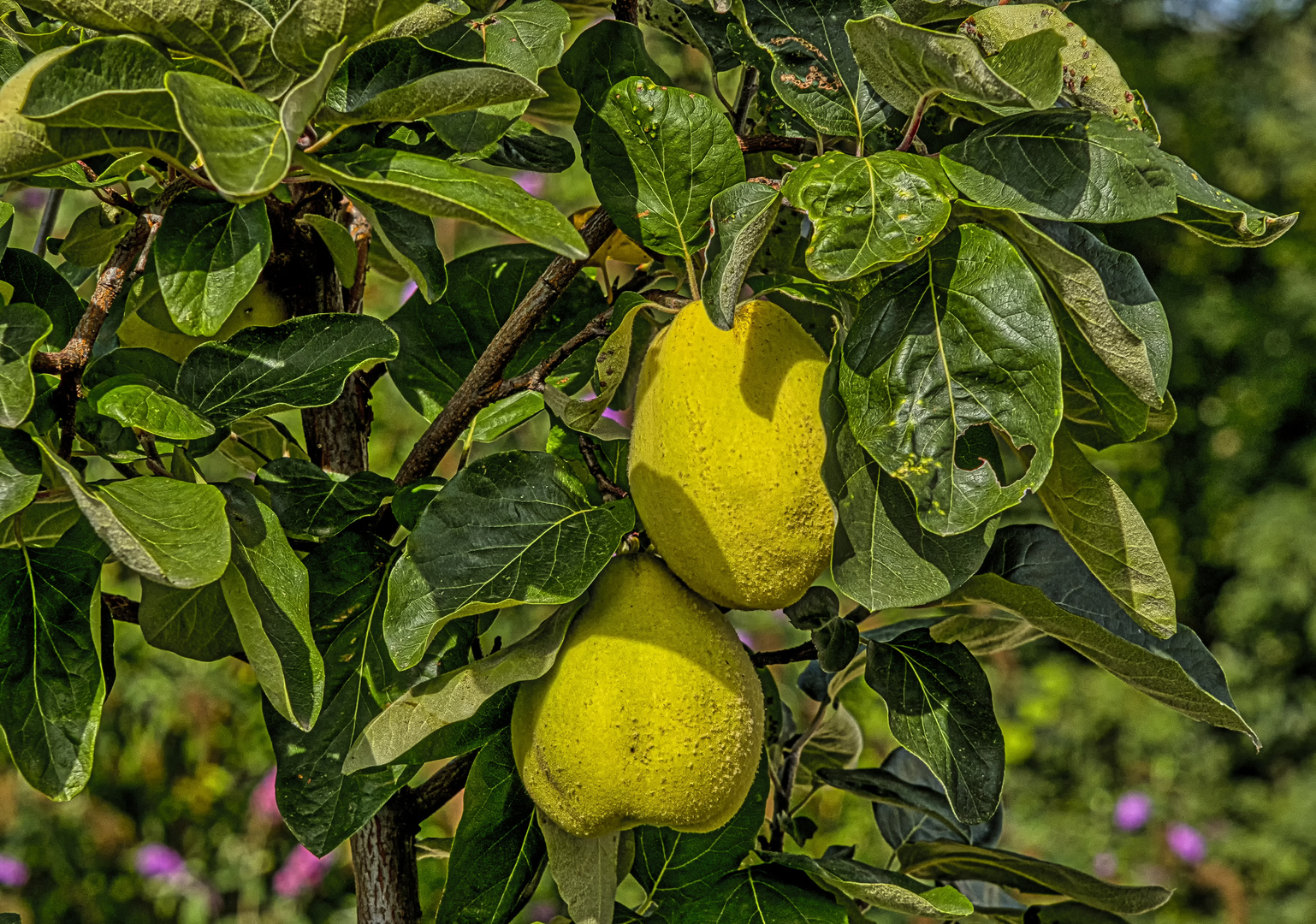 Quitten am Baum