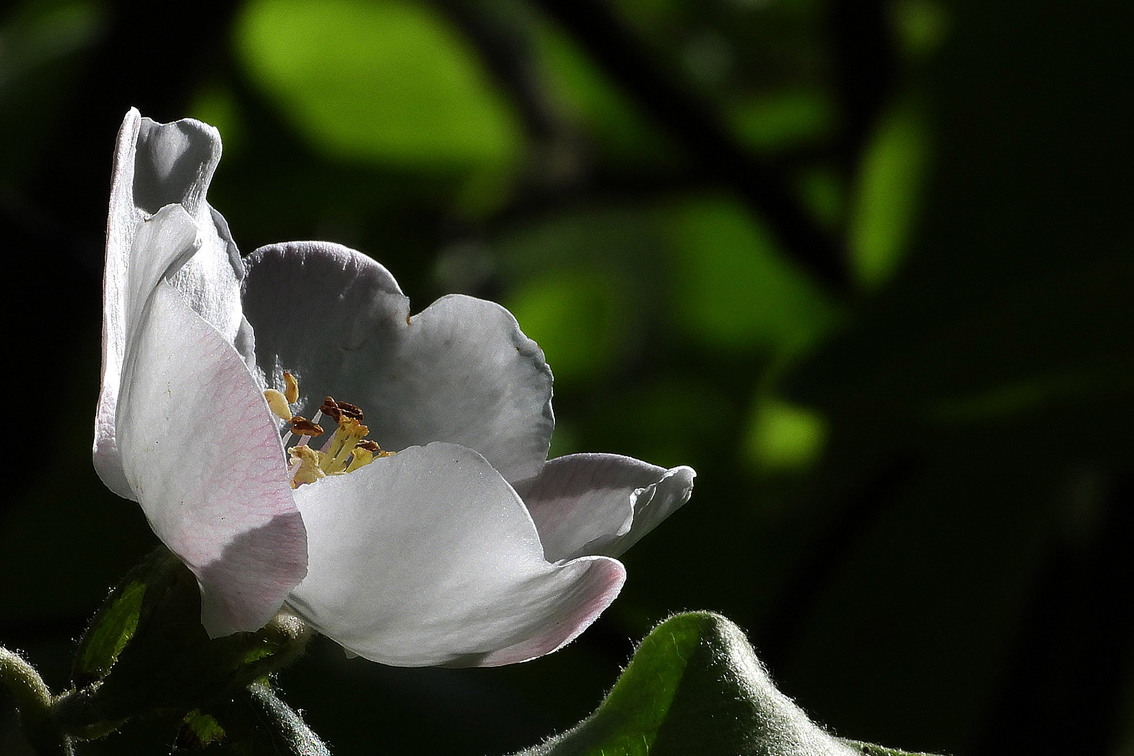 Quitten-Blüte