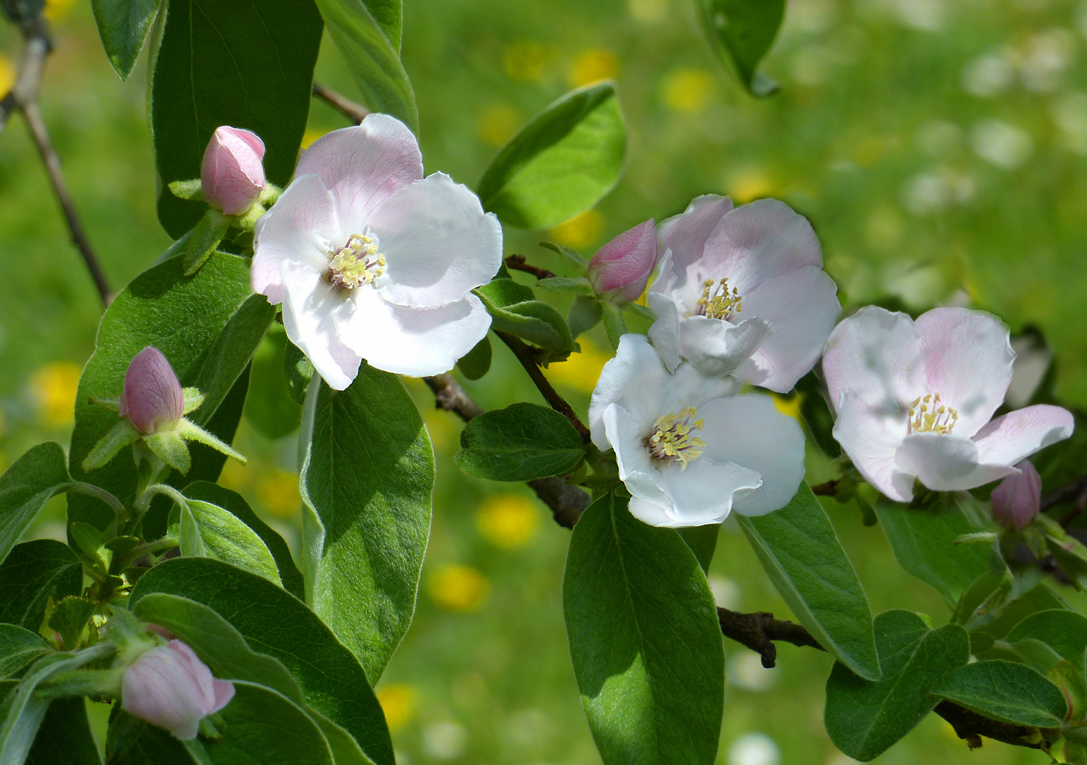 Quitten Blüten