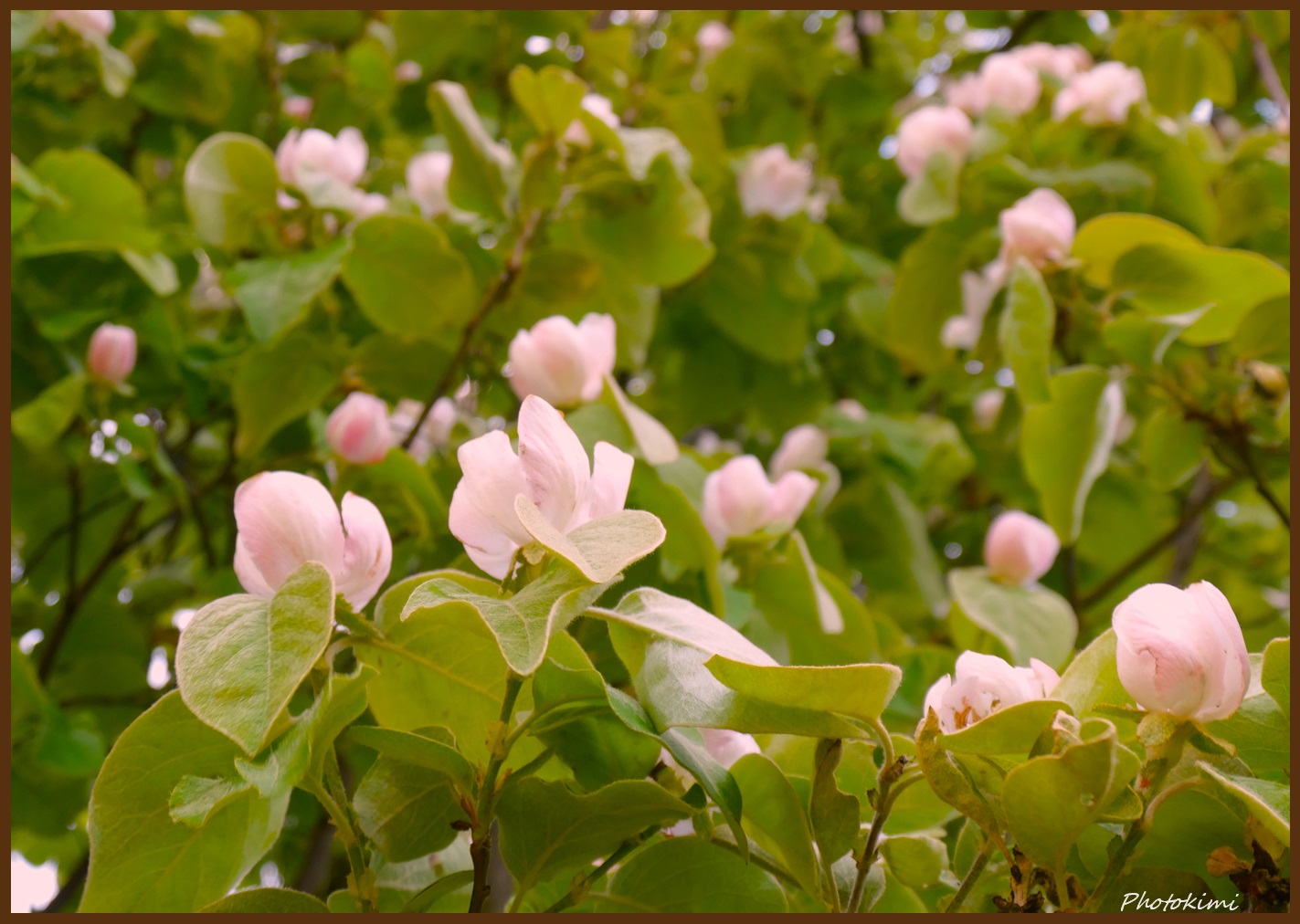 Quitten Blüten