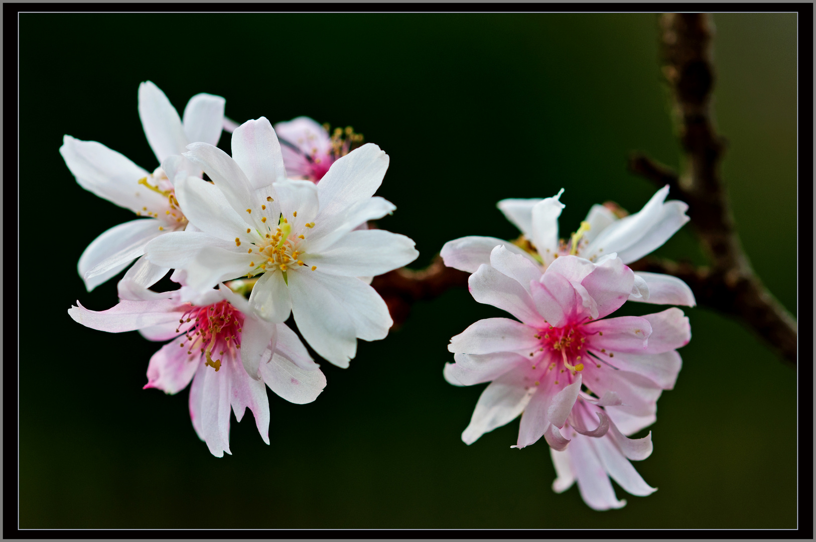 Quitten Blüten?