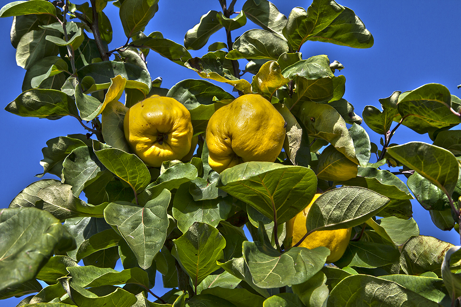 Quitten Foto &amp; Bild | pflanzen, pilze &amp; flechten, früchte und beeren ...