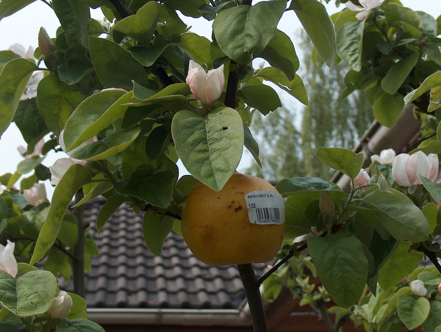 Quitten oder Avocados ? (1)