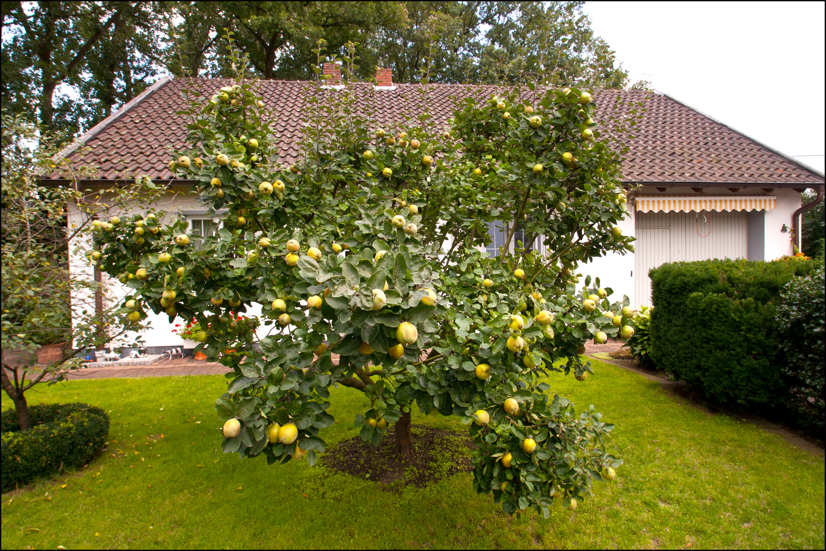 Quittenbaum Foto & Bild natur, pflanzen, pilze & flechten, bäume