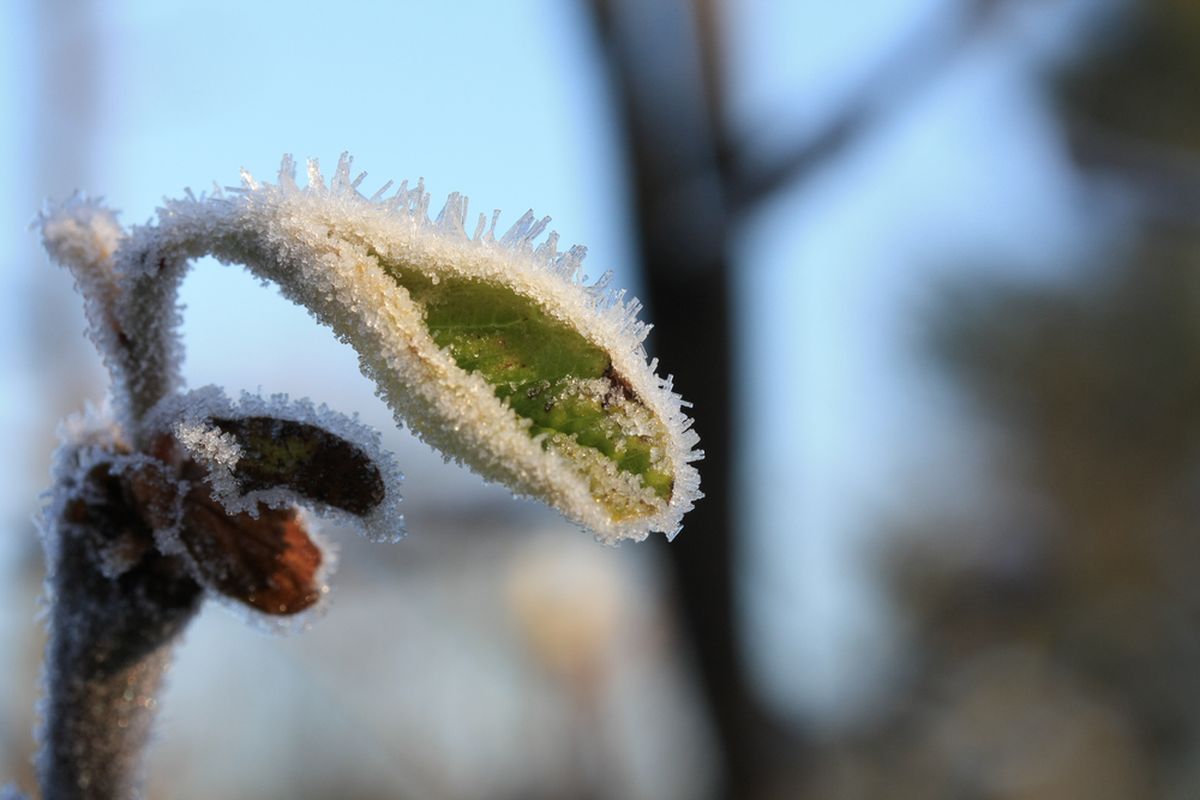 Quittenblättchen im Frost